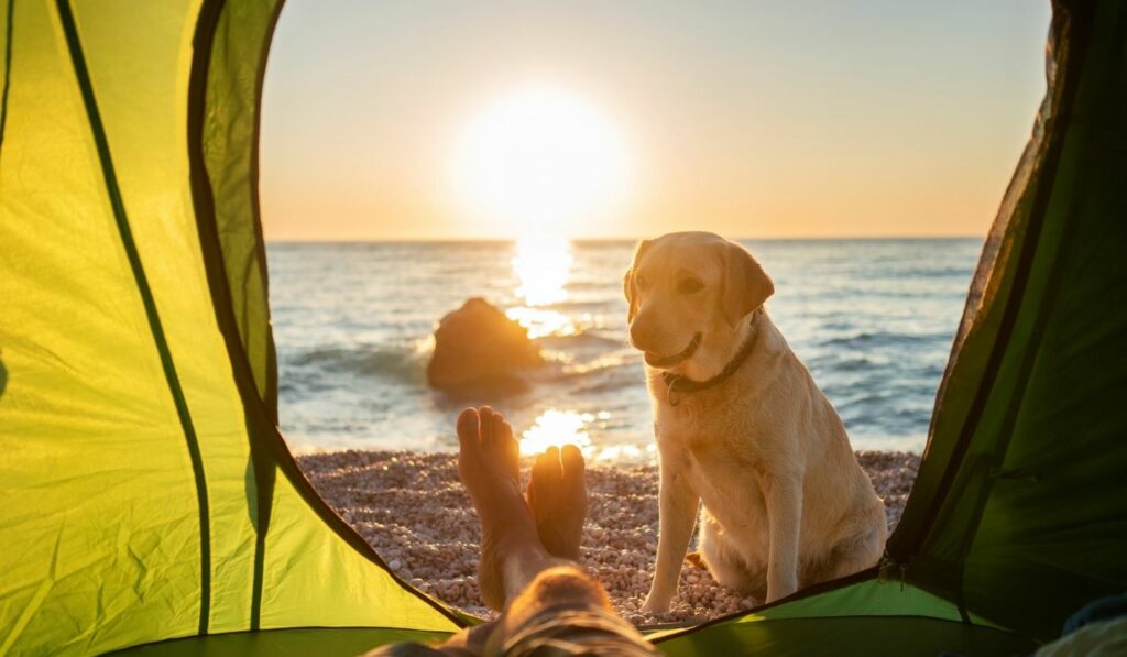 Camping Hundezubehör