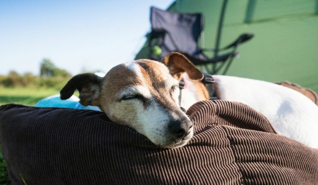 Camping Hundetaschen