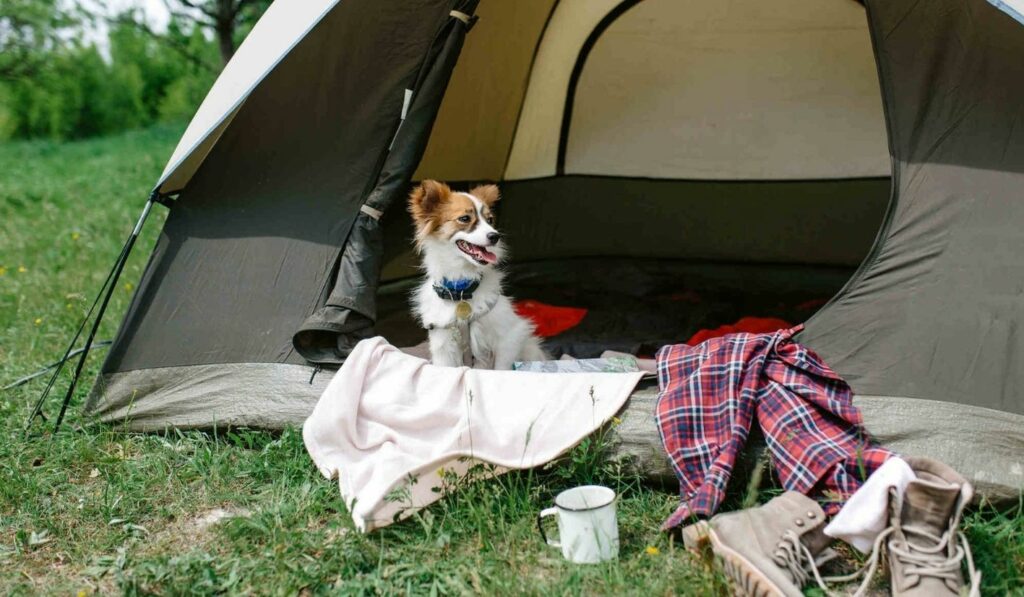 Camping Hundedecken