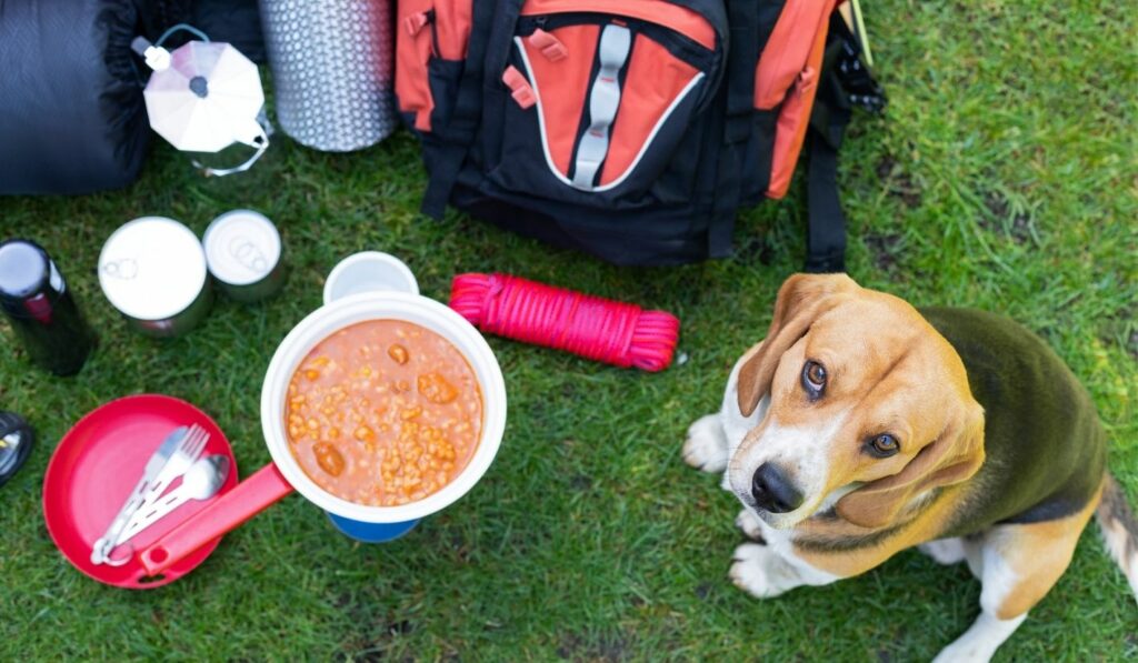 Camping Hundezubehör