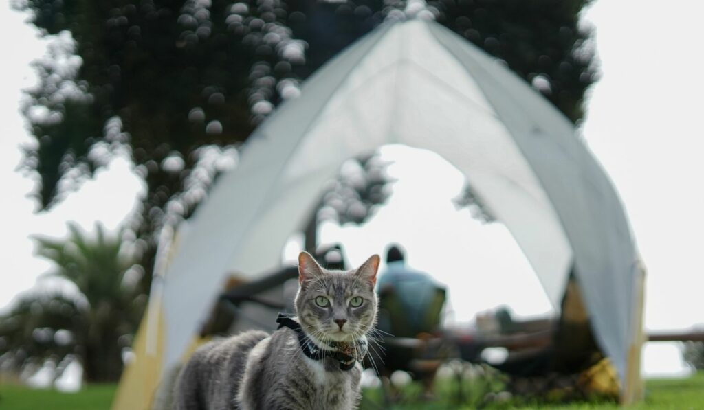 Camping Katzenzubehör